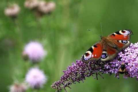 De Angelis mit Top Ten Platzierung zufrieden : Ein Schmetterling verhinderte mehr