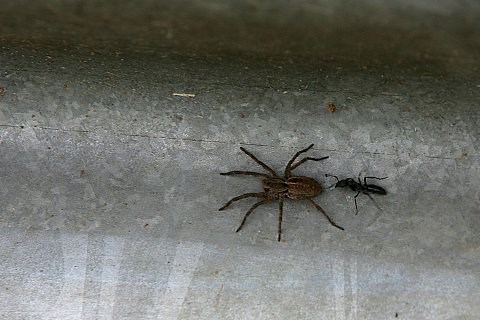 Toseland: Bin ein Star, holt mich hier raus: Warum die TV-Sendung eine Herausforderung wäre