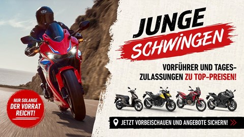 Junge Schwingen