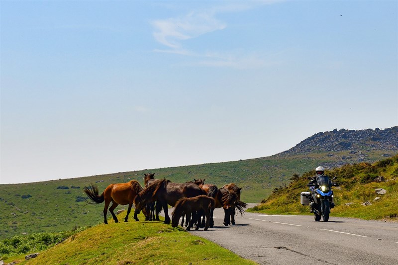 Die Fahrt durch den Dartmoor Nationalpark in England wirst du in bleibender Erinnerung behalten, sobald die wilden Pferde auftauchen. © Feelgood Reisen GmbH