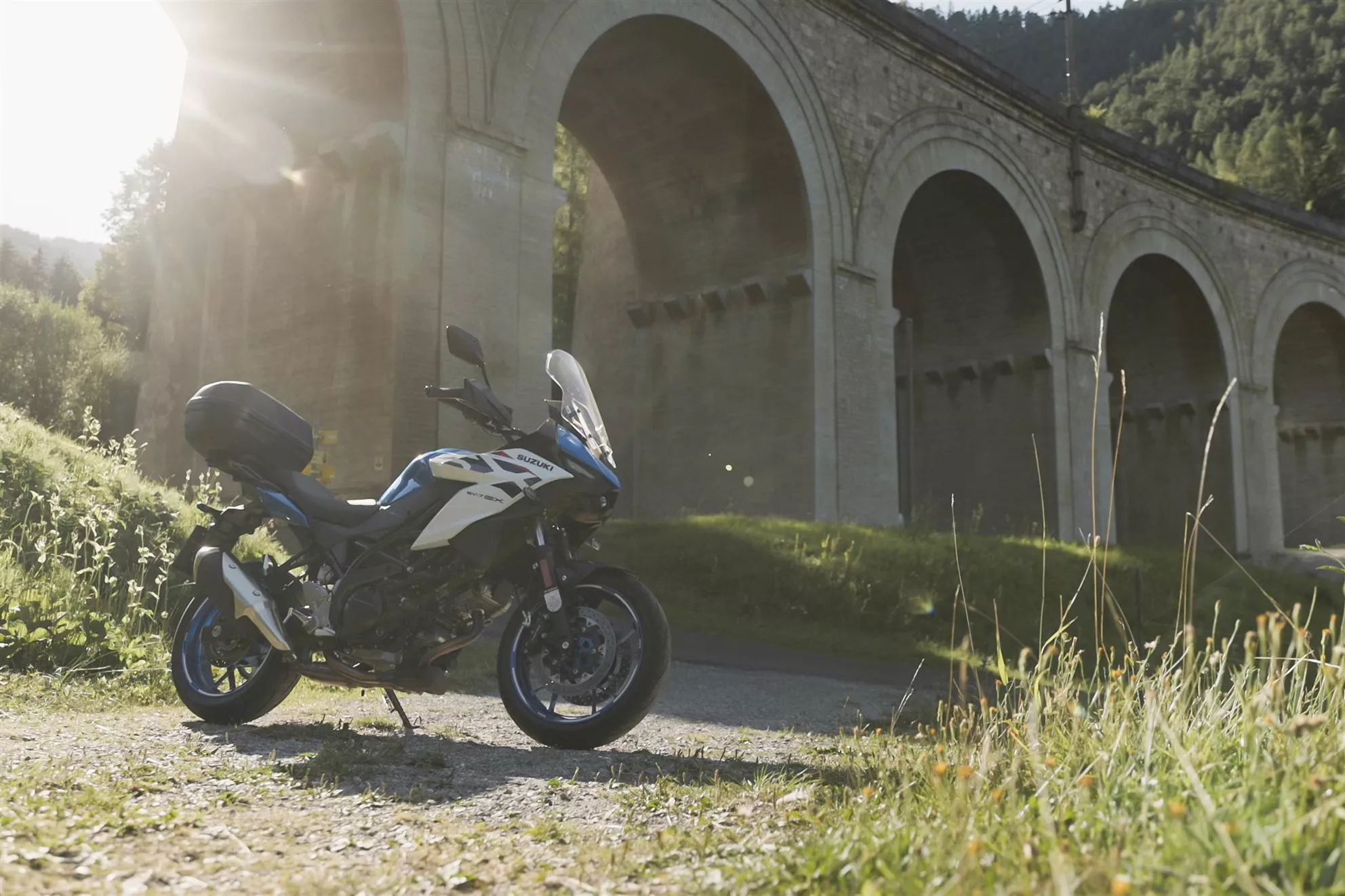 Suzuki SV-7GX in der Natur Suzuki SV-7GX in der Natur