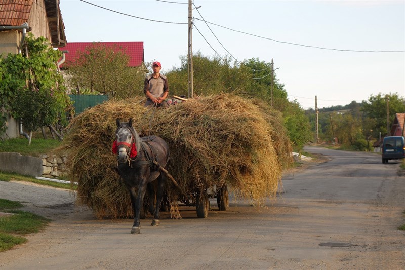 Pferdefuhrwerk in Rumänien