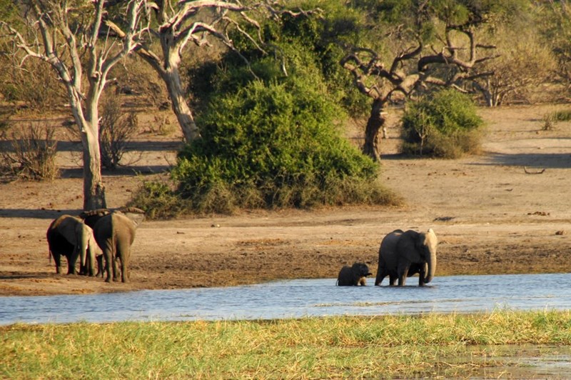 Chobe Nationalpark
