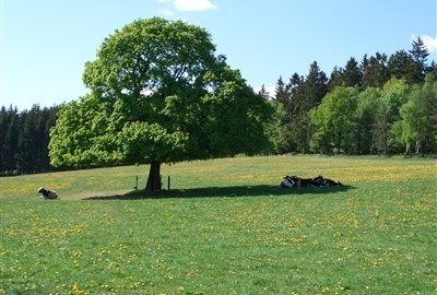 Honda Semmler - 4te Tour HSK 16.09.2012 10 Uhr