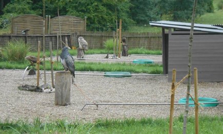Greifvogel Anlage in Wüstenrot 