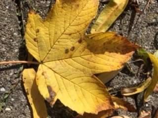 Werkstatt Aktion im Oktober: Licht Test mit Herbst  Sicherheits Check  Werkstatt Aktion im Oktober: Licht Test mit Herbst  Sicherheits Check