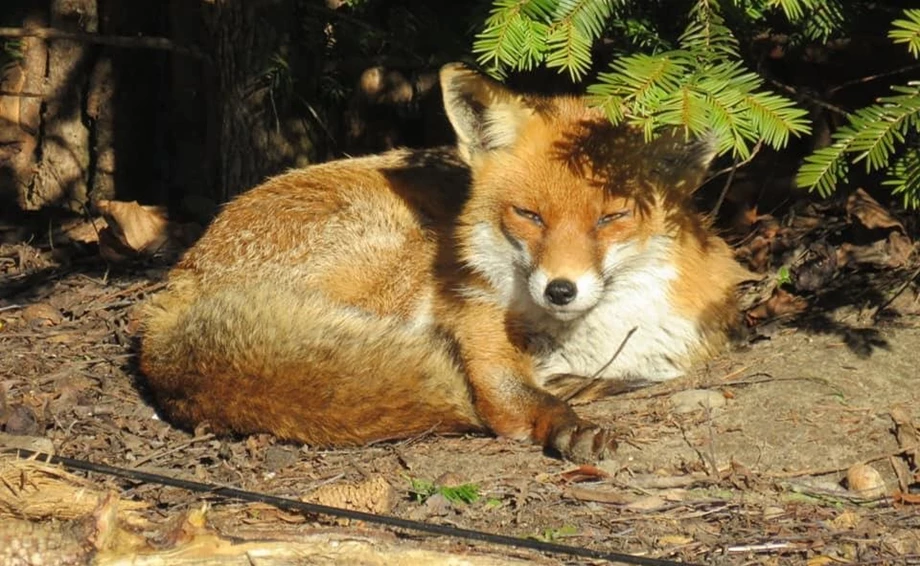 Wildunfall - was tun Bild 1: Wildunfall - was tun