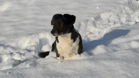 Überwinterung Überwinterung