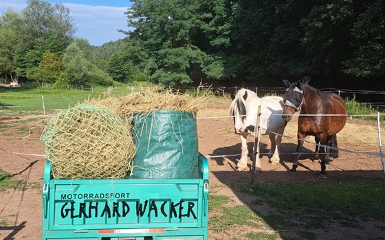 Neufahrzeug Jinlun JL50qt-5 - Bild 23