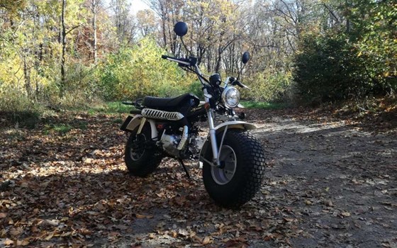 Gebrauchtmotorrad Skyteam T-Rex - Bild 2