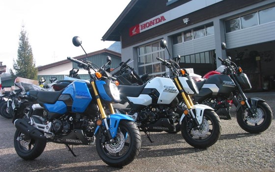 Neufahrzeug Honda MSX125 Grom - Bild 1