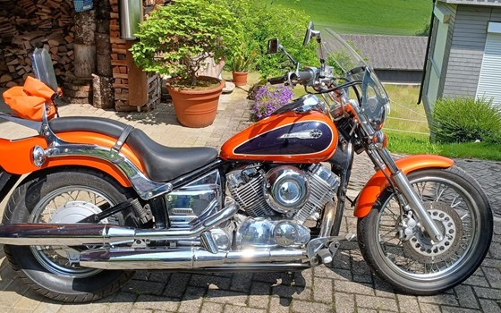 Motorrad Occasion Yamaha XVS 650 Drag Star - Bild 1