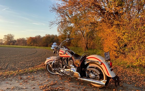 Gebrauchtmotorrad Harley-Davidson Softail Heritage Springer FLSTS - Bild 7 Gebrauchtmotorrad Harley-Davidson Softail Heritage Springer FLSTS - Bild 7