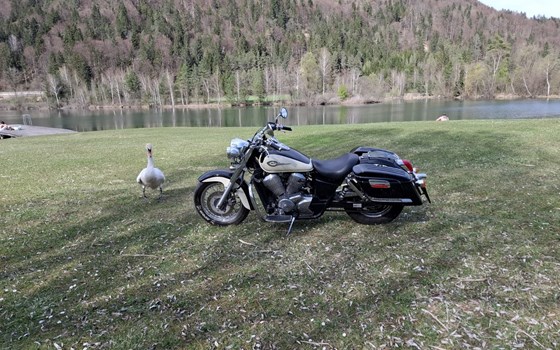 Gebrauchtmotorrad Honda VT750ACE Shadow - Bild 5 Gebrauchtmotorrad Honda VT750ACE Shadow - Bild 5
