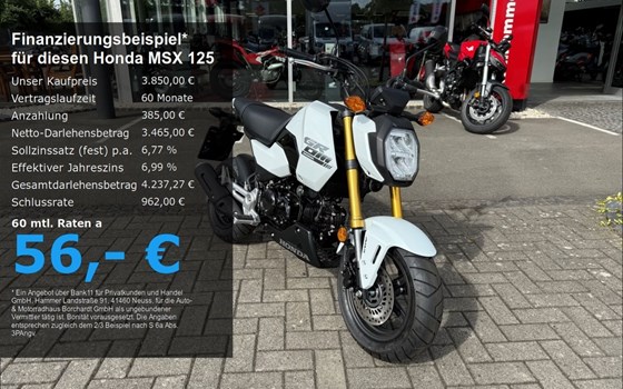 Neufahrzeug Honda MSX125 Grom - Bild 1