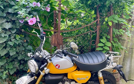 Gebrauchtmotorrad Honda Monkey 125 - Bild 1