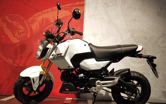 Neufahrzeug Honda MSX125 Grom - Bild 1