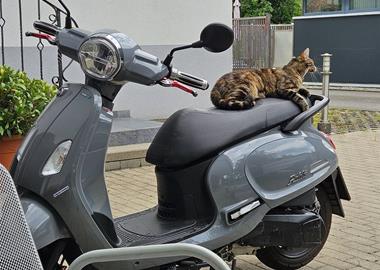 Gebrauchte Gebrauchte