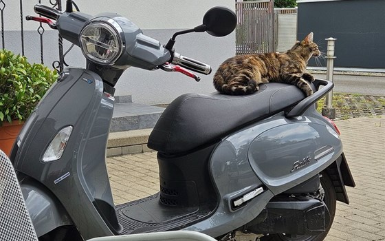 Gebrauchtmotorrad Sym Fiddle 125 ABS E5 - Bild 1 Gebrauchtmotorrad Sym Fiddle 125 ABS E5 - Bild 1