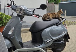 Gebrauchte Sym Fiddle 125 ABS E5