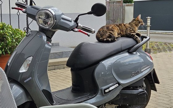 Gebrauchtmotorrad Sym Fiddle 125 ABS E5 - Bild 1