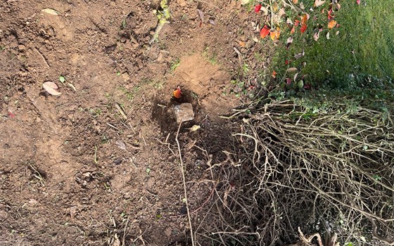 Gebrauchtmotorrad Laverda 1000 SFC - Bild 17