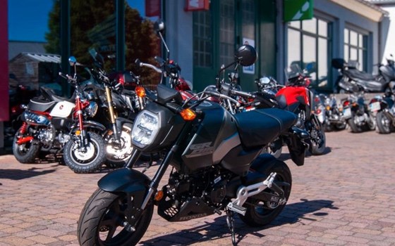 Neufahrzeug Honda MSX125 Grom - Bild 1