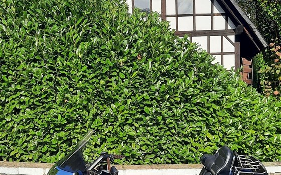 Gebrauchtmotorrad Honda GL 1500 Goldwing - Bild 3