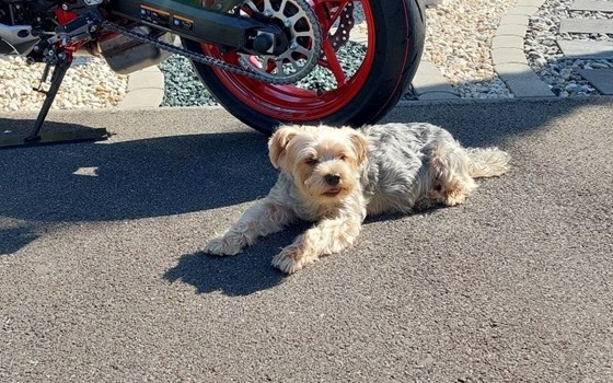 Gebrauchtmotorrad Kawasaki Z900 - Bild 3