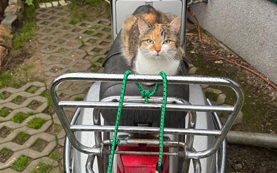 Gebrauchtmotorrad Vespa P200E - Bild 2