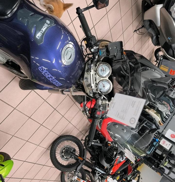 Angebot Suzuki VX 800