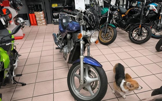 Gebrauchtmotorrad Suzuki VX 800 - Bild 5