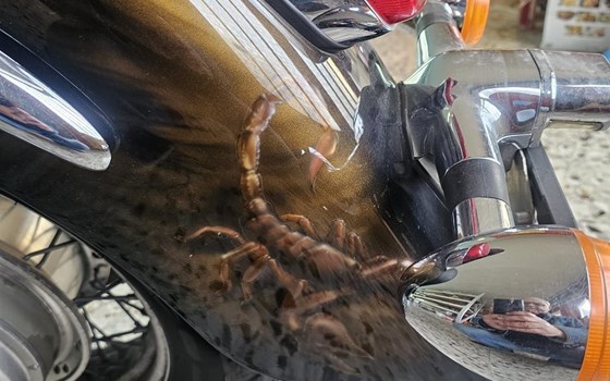 Gebrauchtmotorrad Honda VT1100ACE Shadow - Bild 6