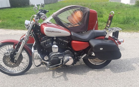 Gebrauchtmotorrad Harley-Davidson Sportster XL 883 C Custom - Bild 19