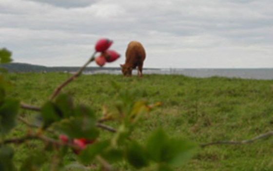 Africa Twin in Schweden - Bild 11