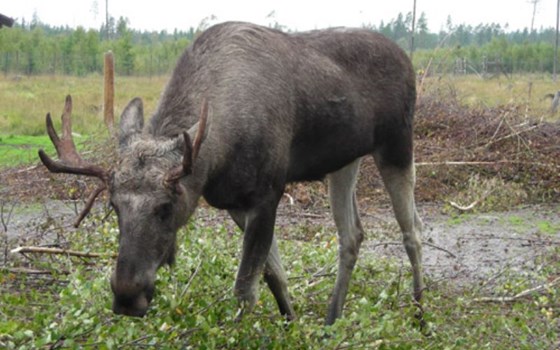 Africa Twin in Schweden - Bild 10