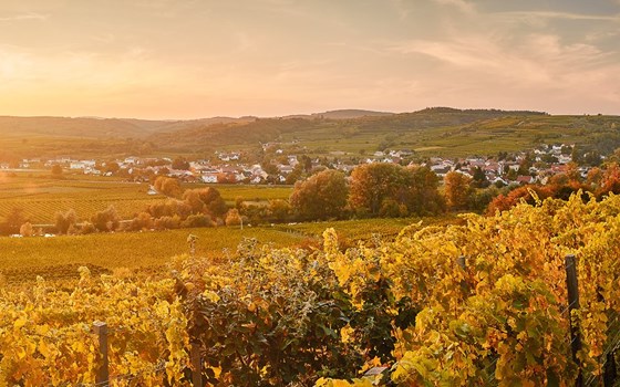 Feierabendrunde durchs Kamptal - Bild 6