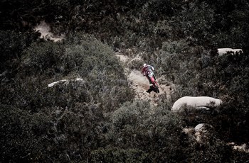 Honda CRF 450 RX 2019 - Bild 8 Honda CRF 450 RX 2019 - Bild 8