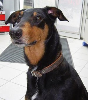 Mitarbeiterbild Boomer Dobi