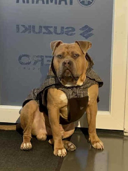 Bully 