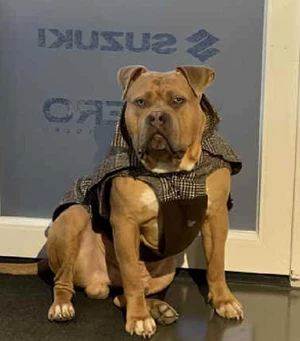 Bully  Mitarbeiterbild Bully