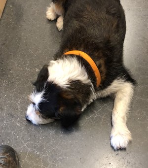 Mitarbeiterbild Peps 