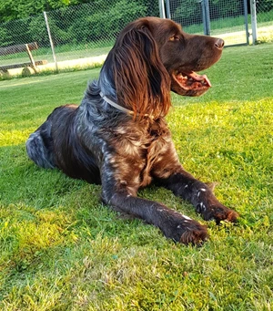 Balu  Mitarbeiterbild Balu