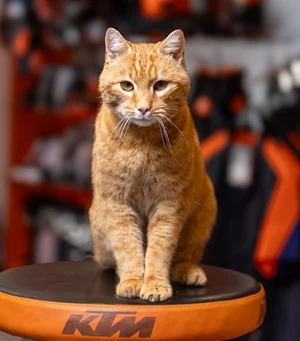 Rossi  Mitarbeiterbild Rossi