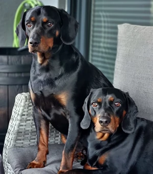 Django & Chelios  Mitarbeiterbild Django & Chelios
