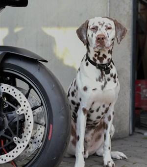 Mitarbeiterbild Carlos 