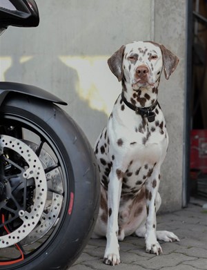 Mitarbeiterbild Carlos 