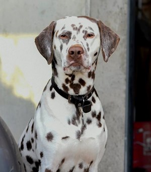 Mitarbeiterbild Carlos 