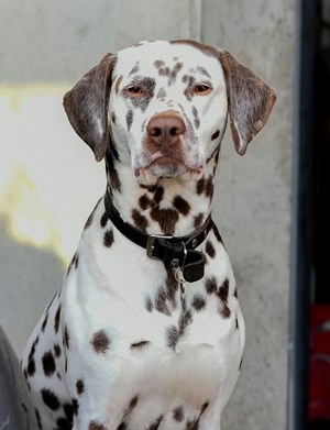 Mitarbeiterbild Carlos 