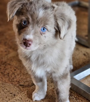 Mitarbeiterbild Ruby 